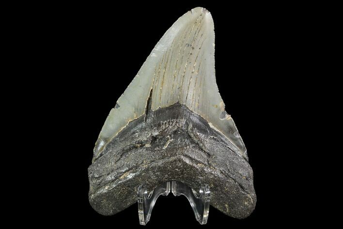 Fossil Megalodon Tooth - North Carolina #92436
